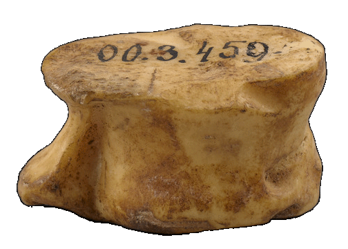 First Dice Dice Forms Throughout the Ages